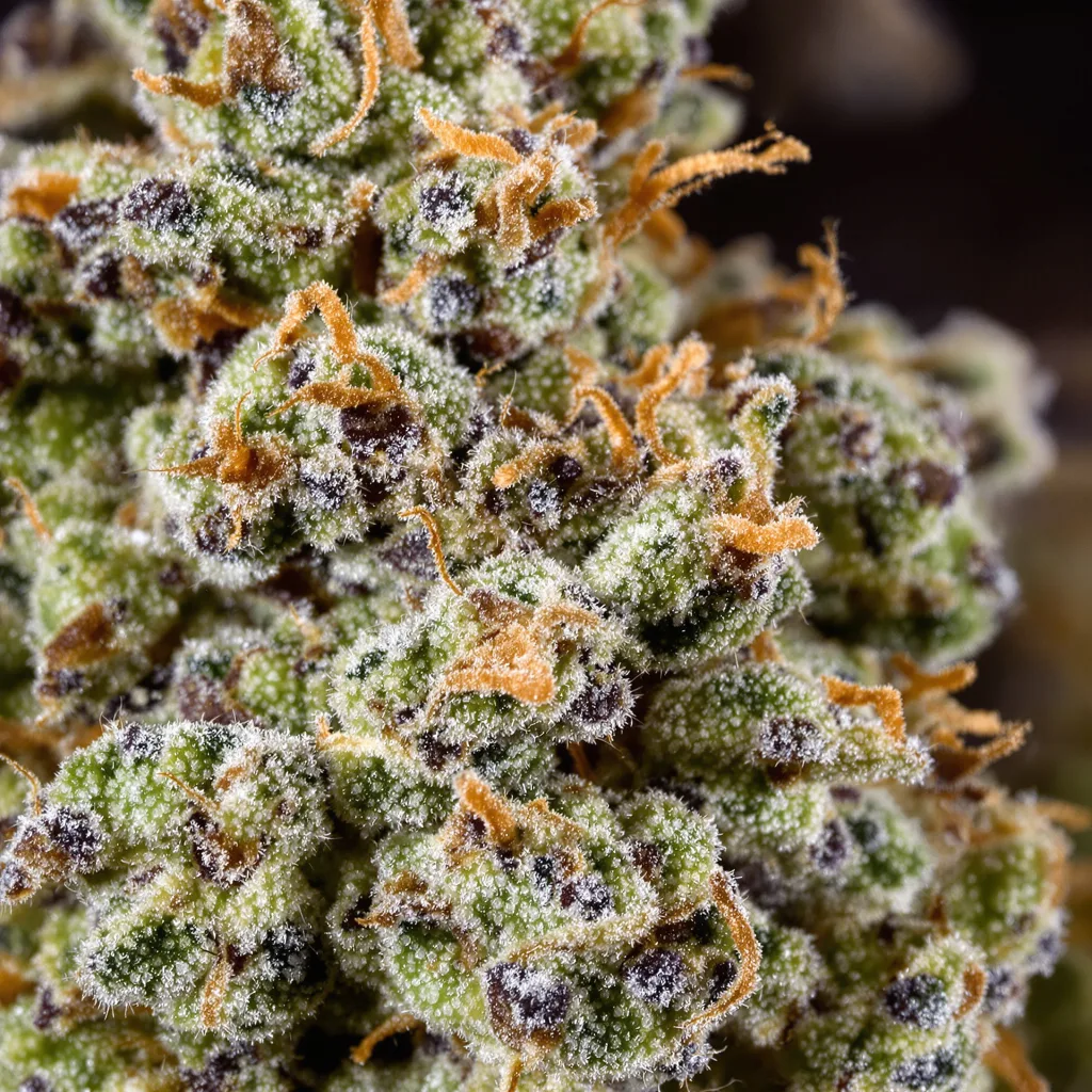 Lemon Cannabispflanze in der Blütephase — 60-100 cm automatisch blühend