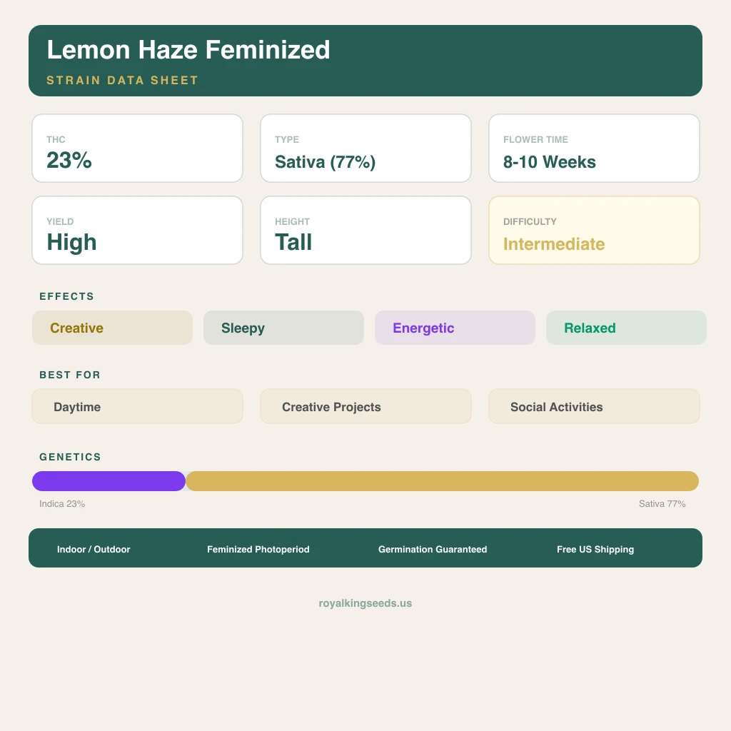 Lemon Haze 23% Indica / 77% Sativa — Blüte mit sichtbaren Trichomen