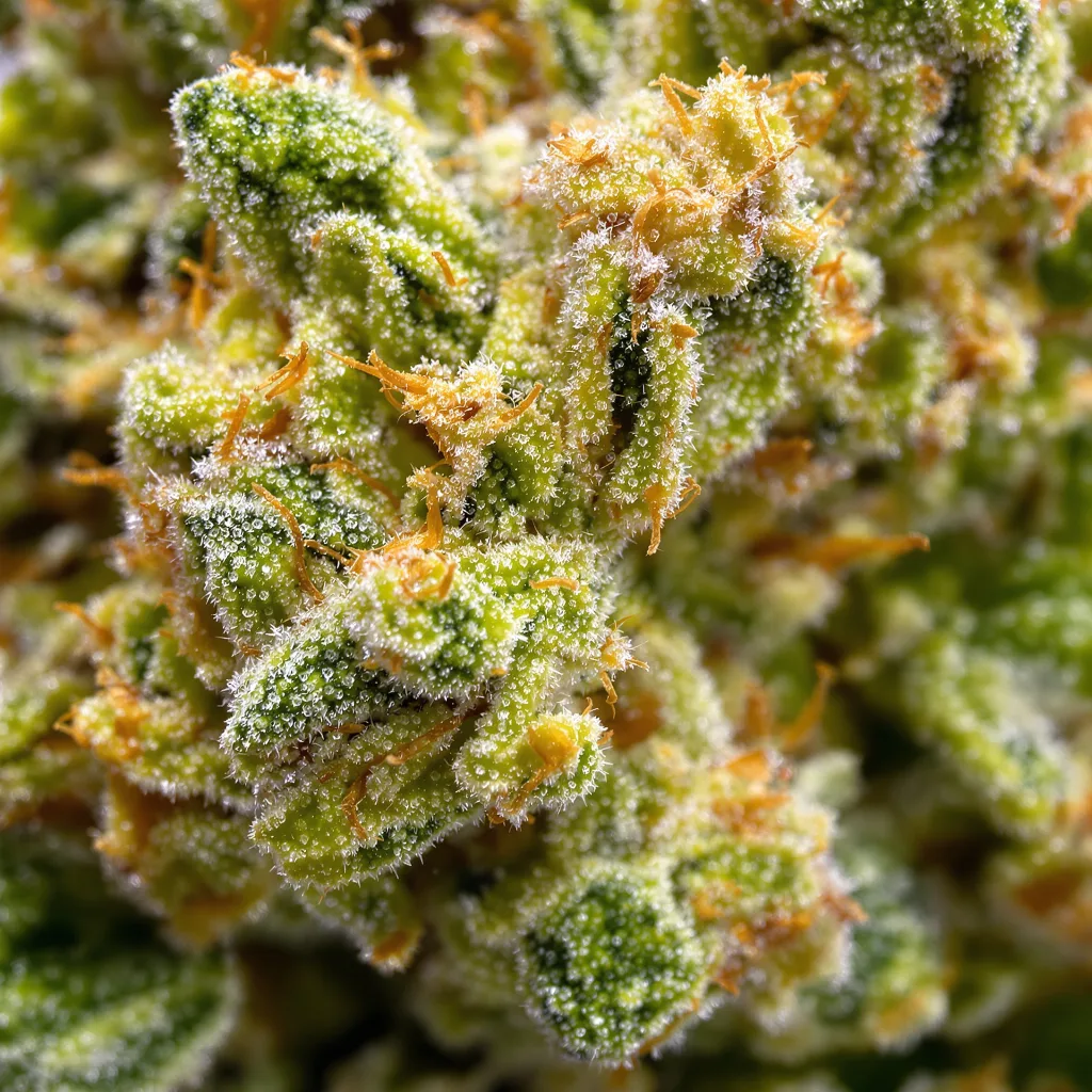 Lemon Haze Cannabispflanze in der Blütephase — 150-200 cm feminisiert