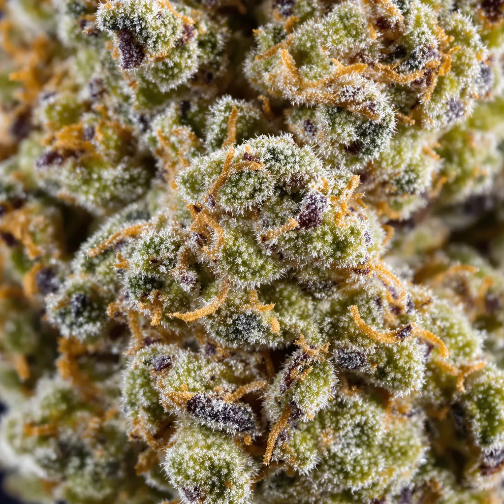 Lemon Kush Cannabispflanze in der Blütephase — 120-180 cm feminisiert