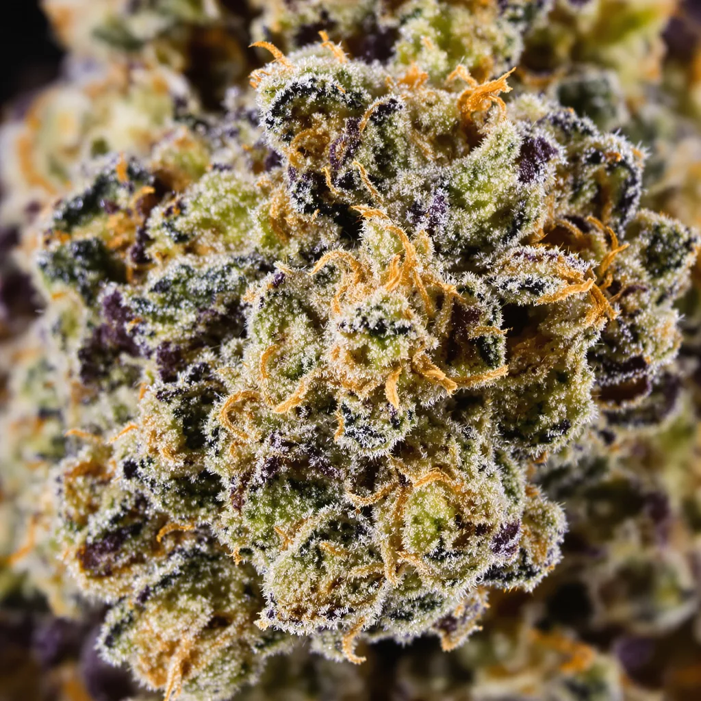 London Pound Cake Cannabispflanze in der Blütephase — 90-130 cm feminisiert