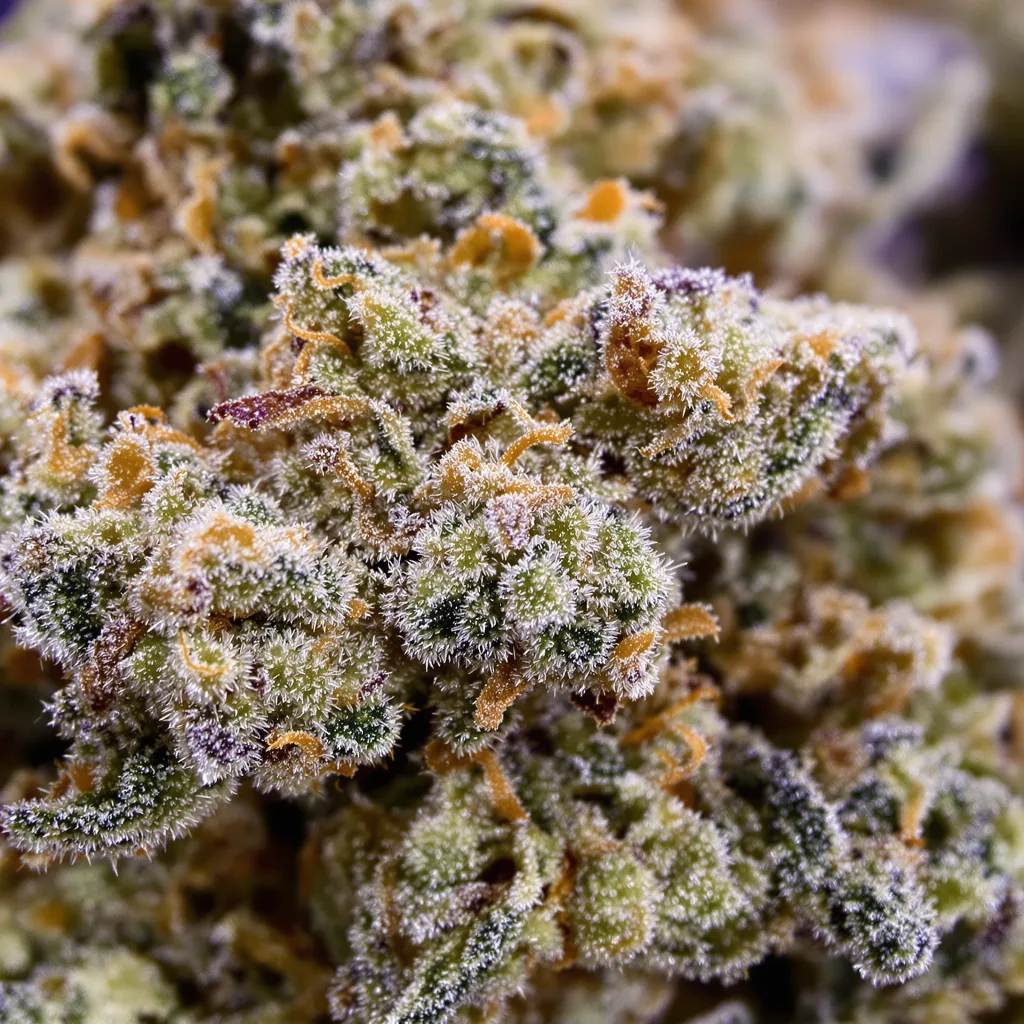 Lowryder Cannabispflanze in der Blütephase — 60-100 cm automatisch blühend