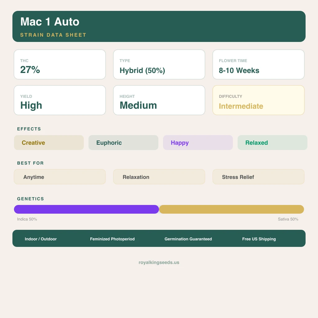 Mac 1 50% Indica / 50% Sativa — Blüte mit sichtbaren Trichomen