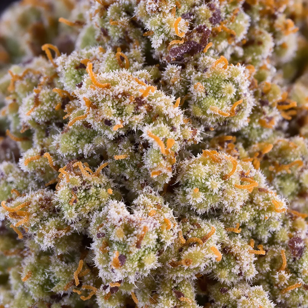 Mac 1 Cannabispflanze in der Blütephase — 60-100 cm automatisch blühend