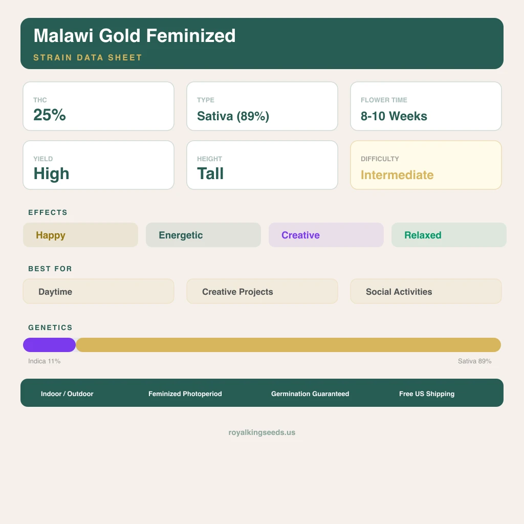 Malawi Gold 11% Indica / 89% Sativa — Blüte mit sichtbaren Trichomen