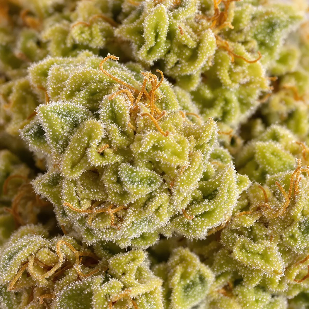 Malawi Gold Cannabispflanze in der Blütephase — 150-200 cm feminisiert