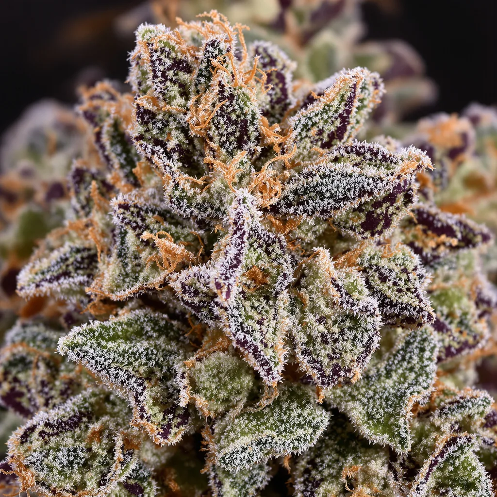 Mandarine Cannabispflanze in der Blütephase — 60-100 cm automatisch blühend