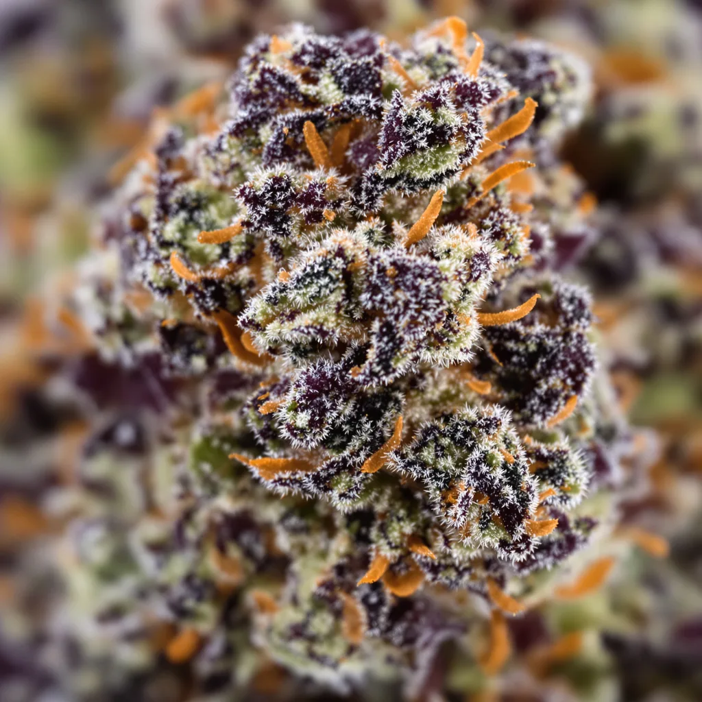 Mango Crack Cannabispflanze in der Blütephase — 90-130 cm feminisiert