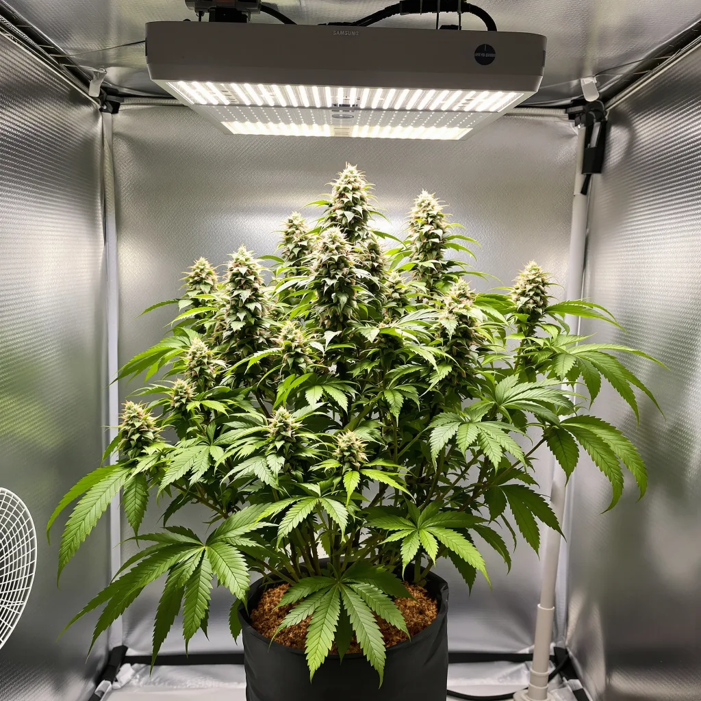 Mango Kush 89% Indica / 11% Sativa — Blüte mit sichtbaren Trichomen