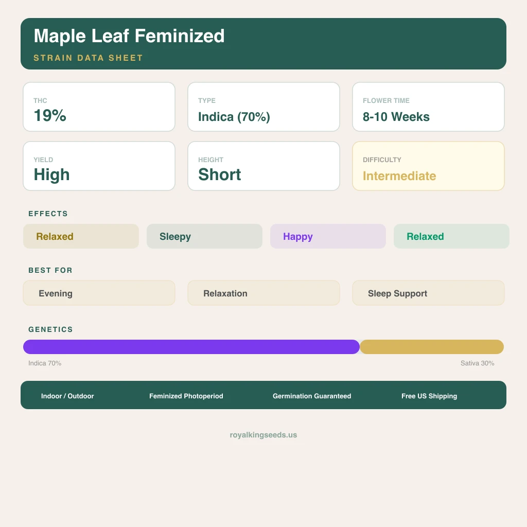 Maple Leaf 70% Indica / 30% Sativa — Blüte mit sichtbaren Trichomen