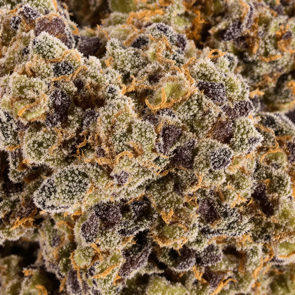 Maple Leaf Cannabispflanze in der Blütephase — 90-130 cm feminisiert