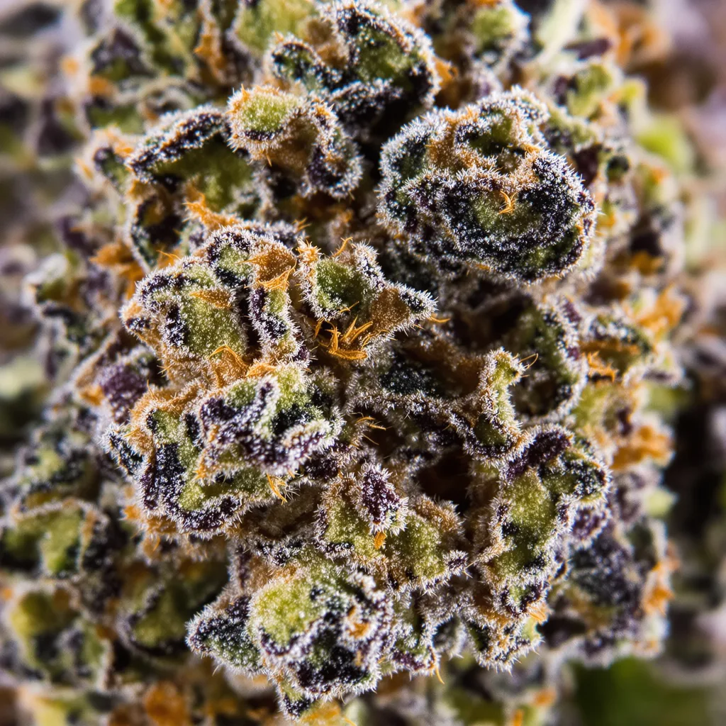 Marionberry Kush Cannabispflanze in der Blütephase — 90-130 cm feminisiert