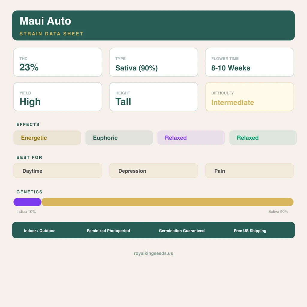 Maui 10% Indica / 90% Sativa — Blüte mit sichtbaren Trichomen