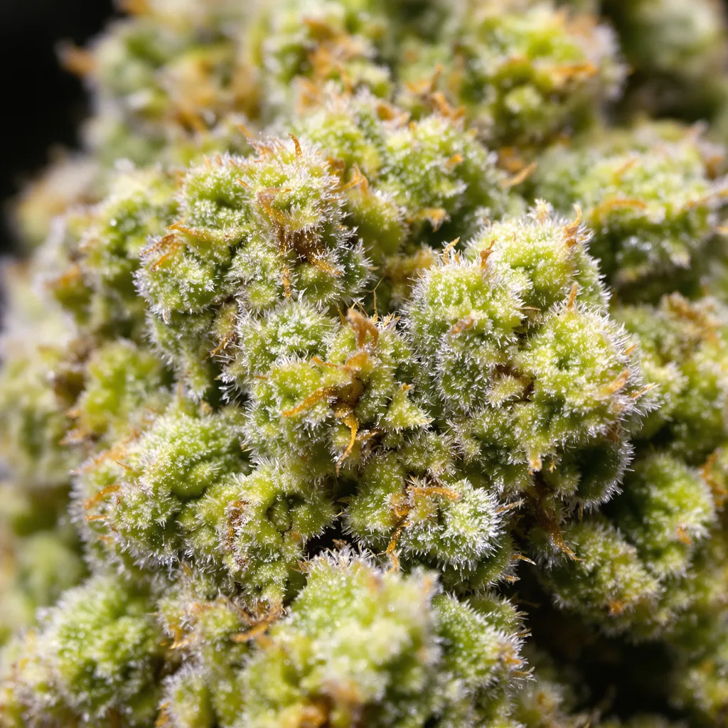 Maui Cannabispflanze in der Blütephase — 60-100 cm automatisch blühend