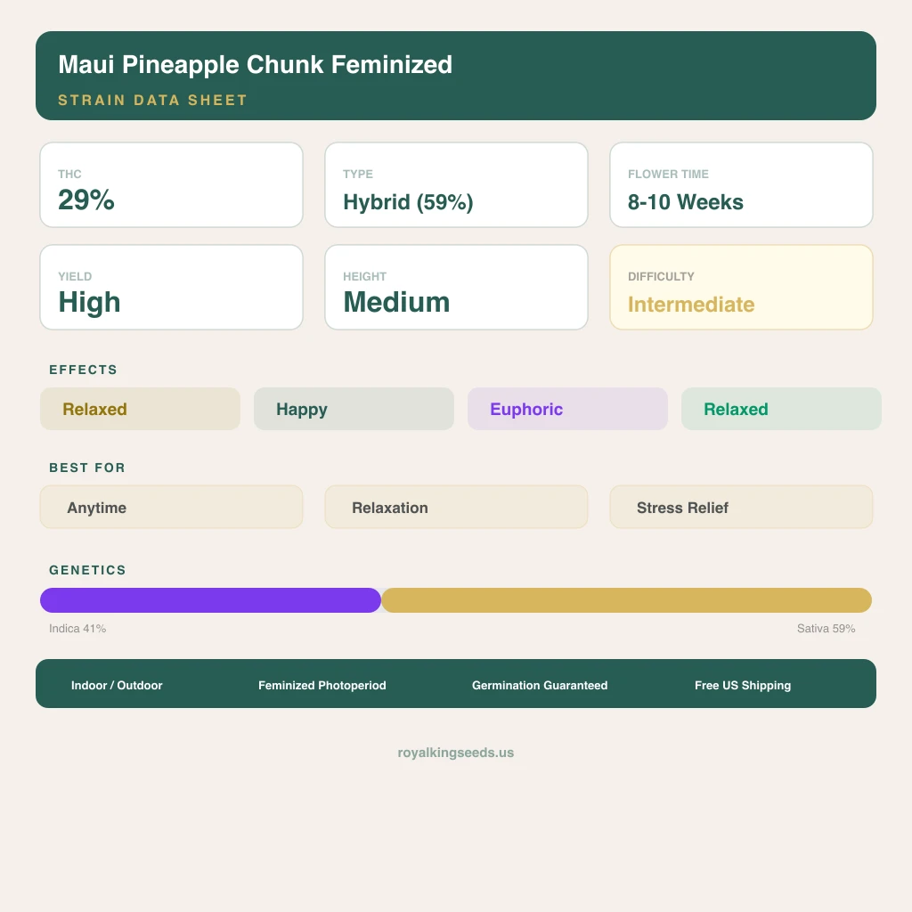 Maui Pineapple Chunk 41% Indica / 59% Sativa — Blüte mit sichtbaren Trichomen