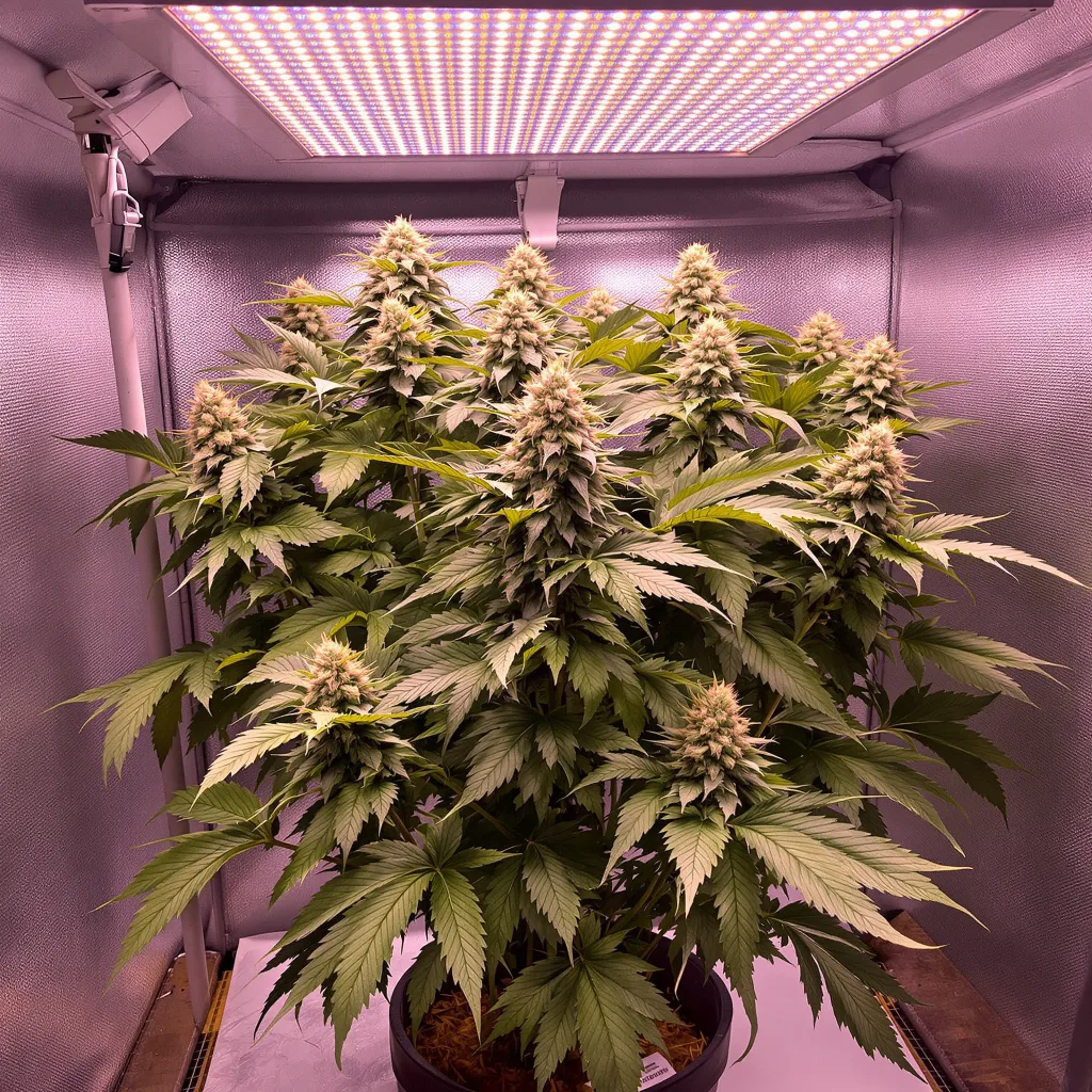 Mazar 73% Indica / 27% Sativa — Blüte mit sichtbaren Trichomen