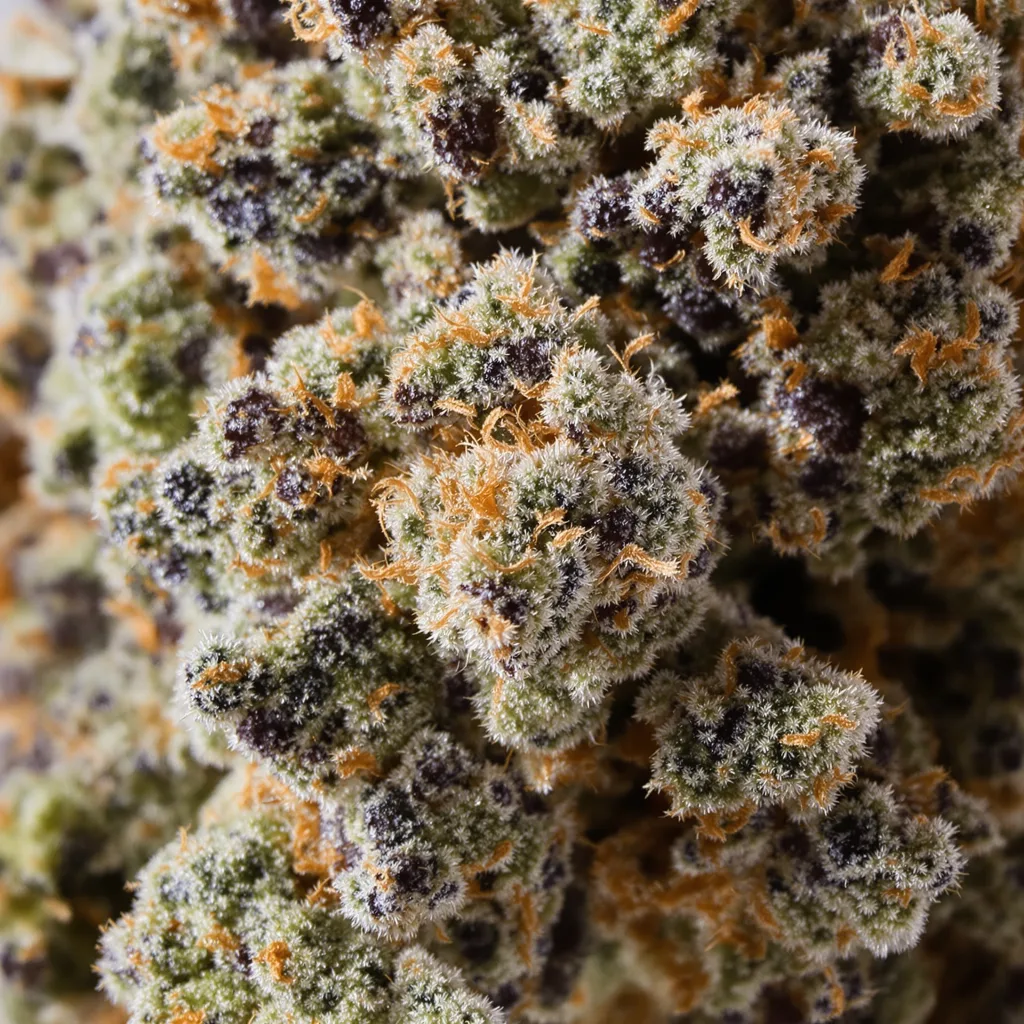Mazar I Sharif Cannabispflanze in der Blütephase — 90-130 cm feminisiert