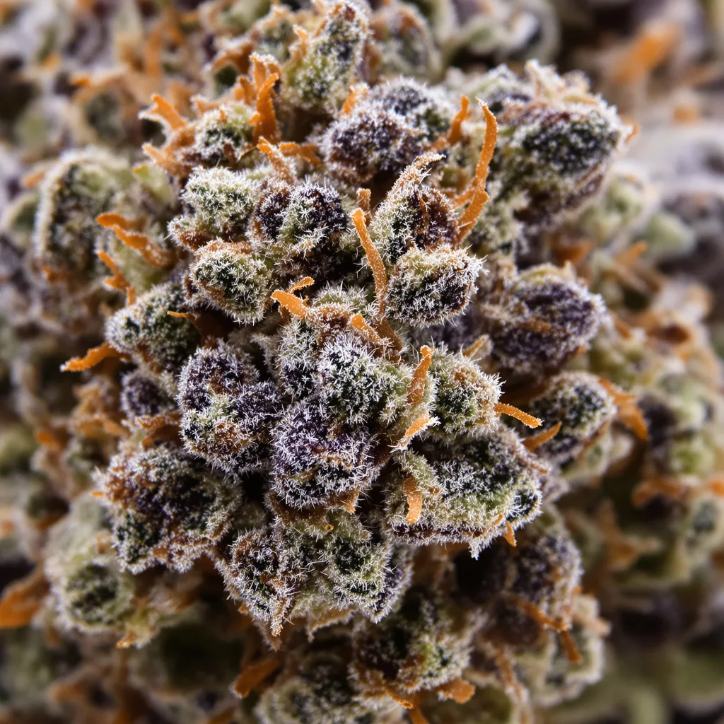 Meat Breath Cannabispflanze in der Blütephase — 90-130 cm feminisiert