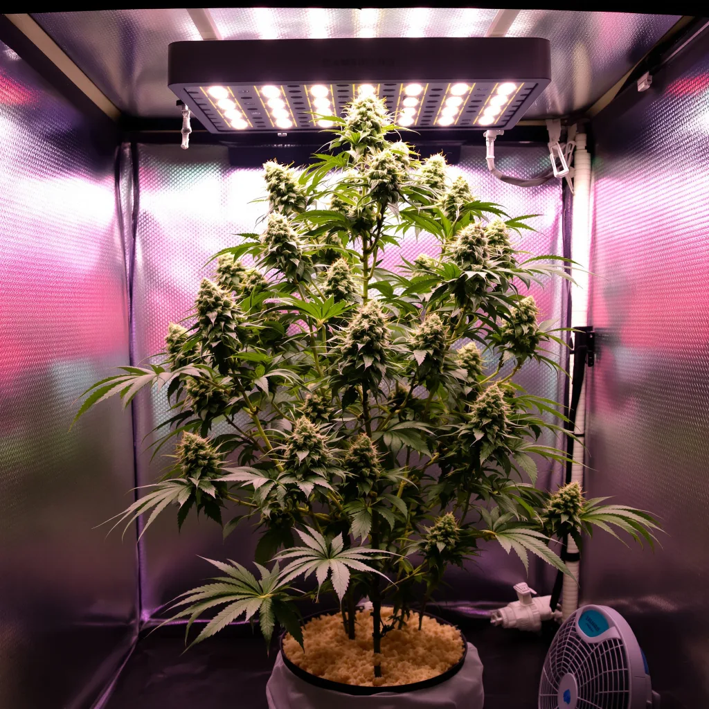 Millennium 48% Indica / 52% Sativa — Blüte mit sichtbaren Trichomen