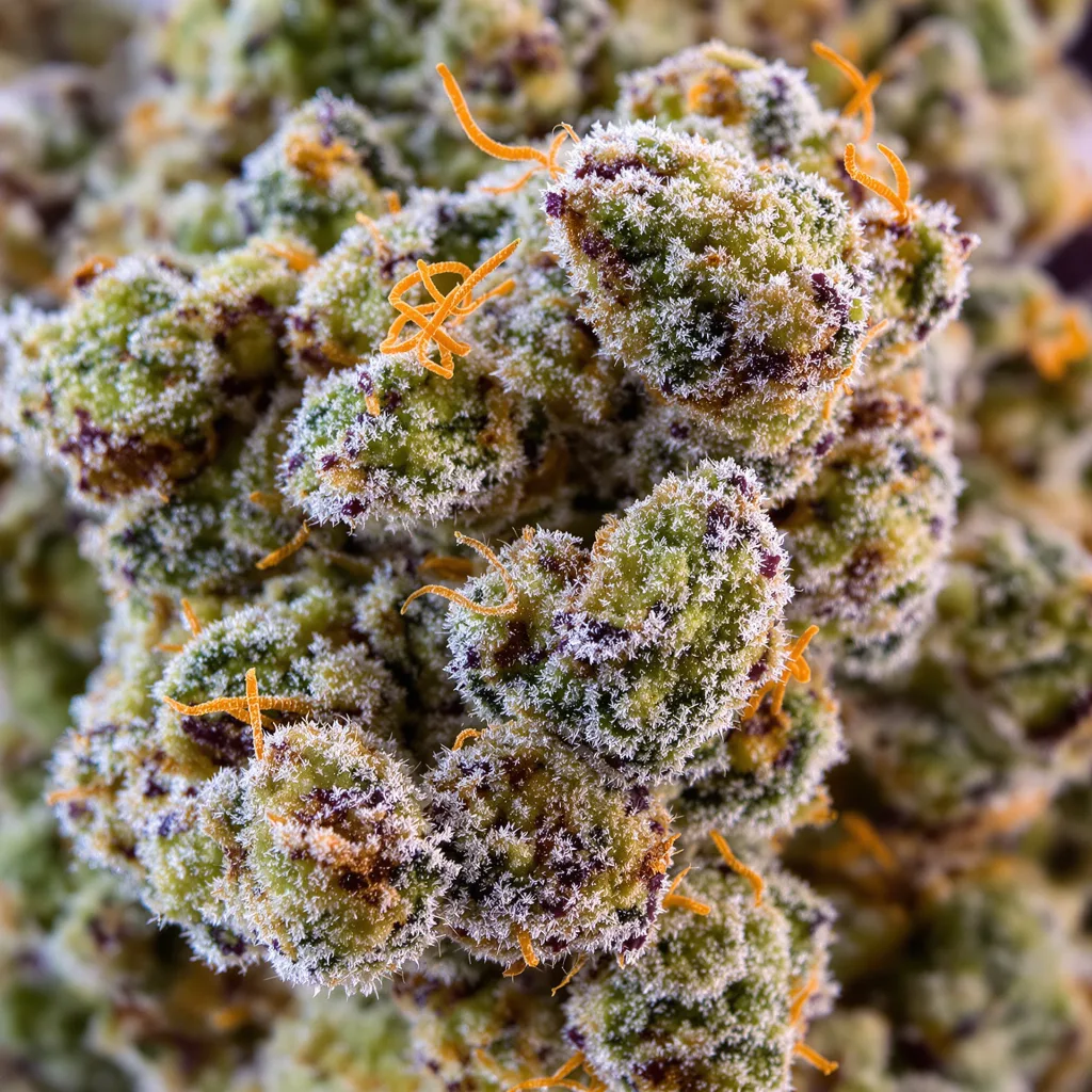 Millennium Cannabispflanze in der Blütephase — 120-180 cm feminisiert
