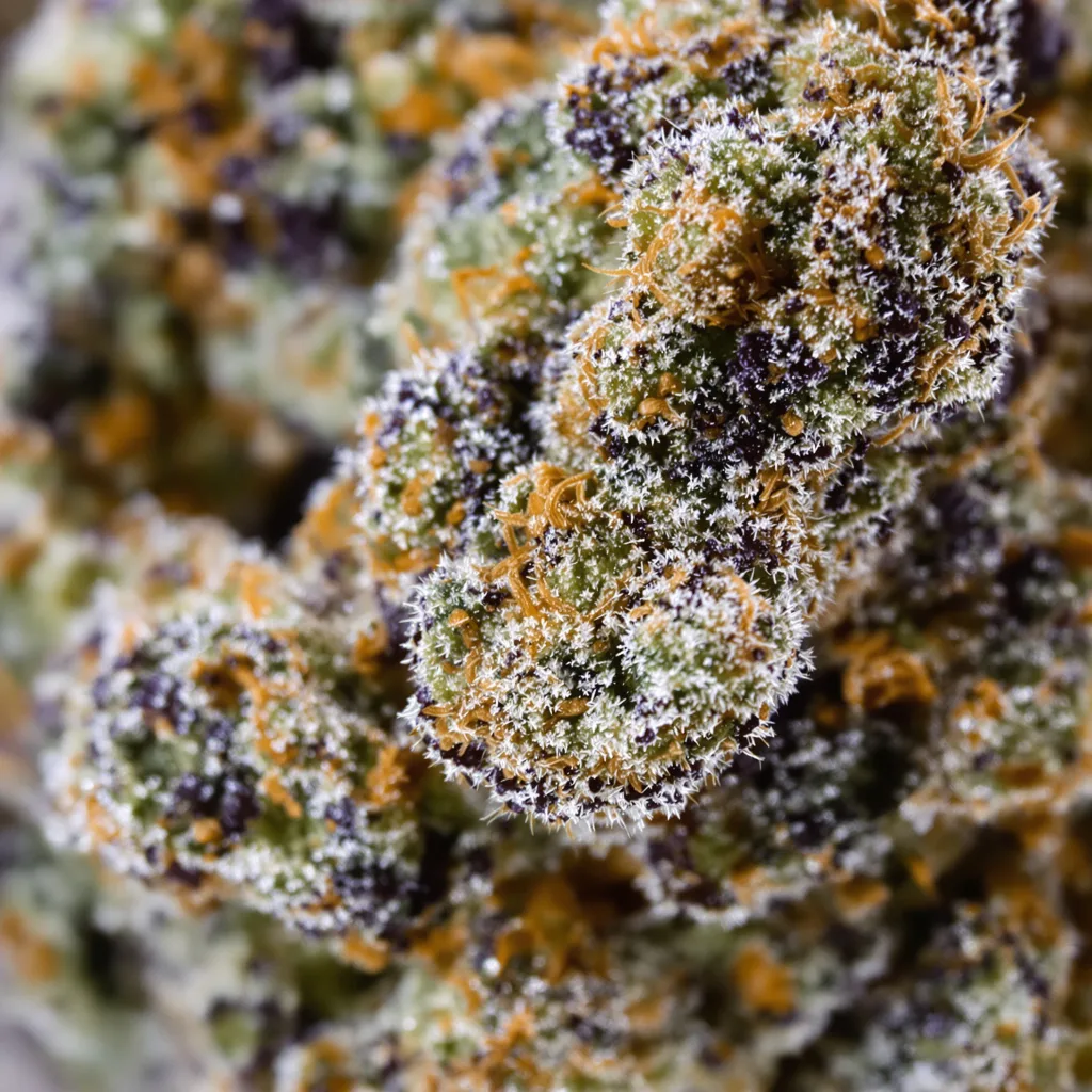 Mimosa Cannabispflanze in der Blütephase — 90-130 cm feminisiert