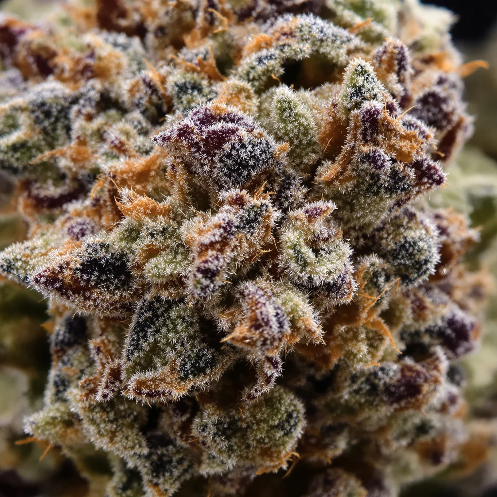 Molokai Frost Cannabispflanze in der Blütephase — 90-130 cm feminisiert