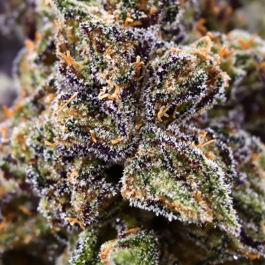 Money Maker Cannabispflanze in der Blütephase — 60-100 cm automatisch blühend