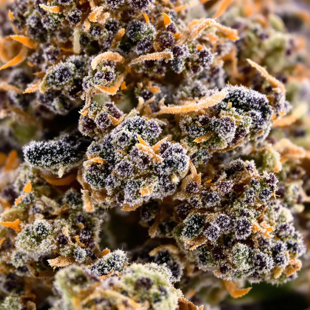 Mother of Berries Cannabispflanze in der Blütephase — 90-130 cm feminisiert
