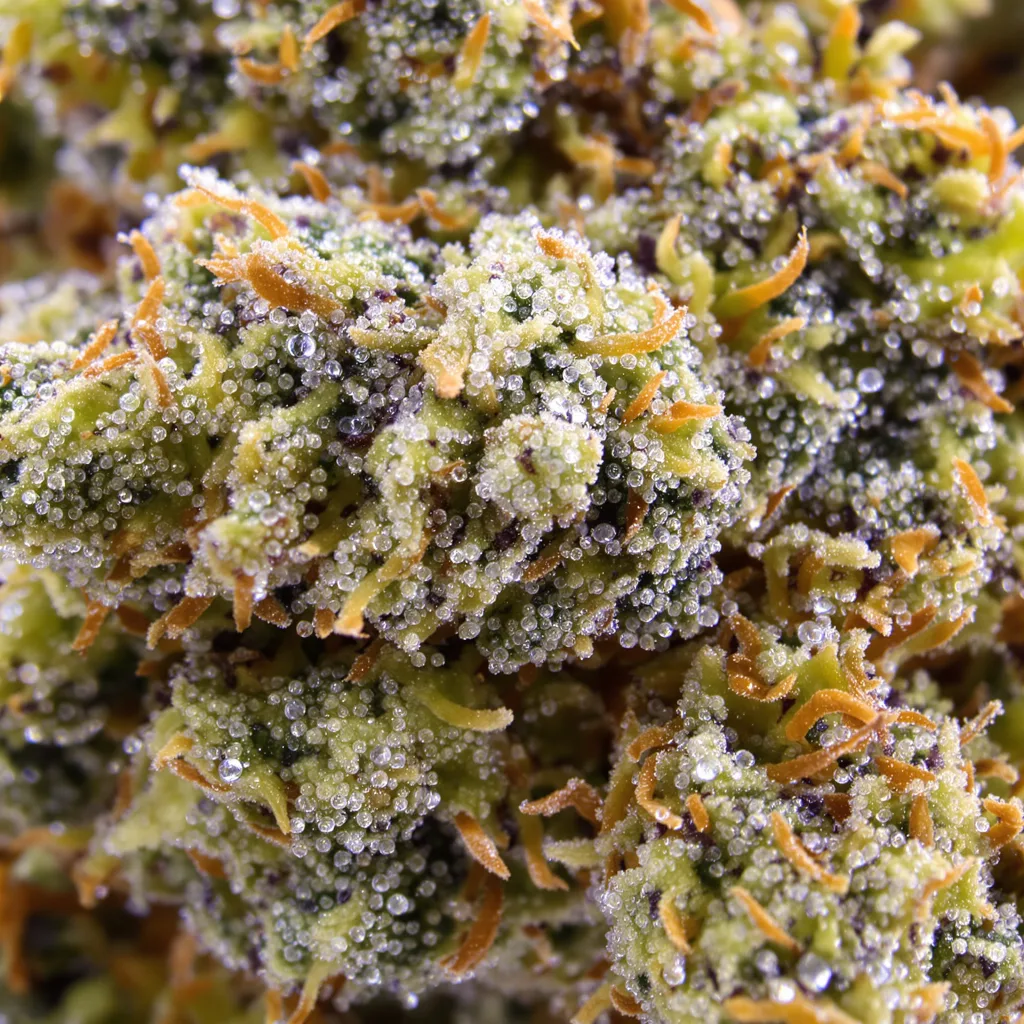 Motorbreath #15 Cannabispflanze in der Blütephase — 120-180 cm feminisiert