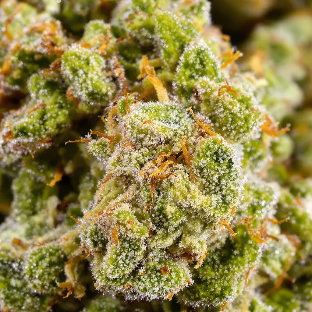 Neptune Kush Cannabispflanze in der Blütephase — 60-100 cm automatisch blühend