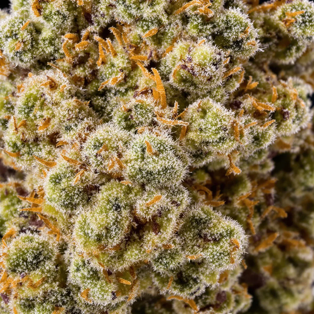 Night Train Cannabispflanze in der Blütephase — 60-100 cm automatisch blühend