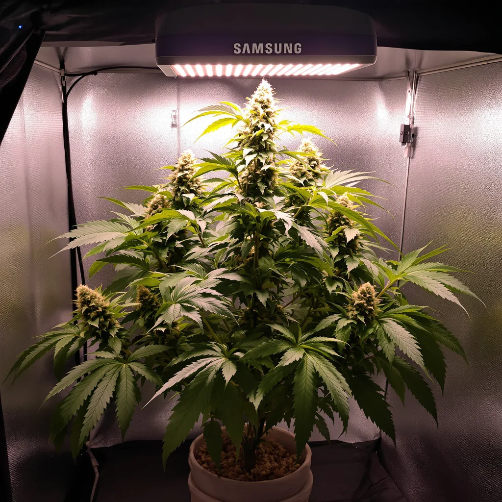 North American 78% Indica / 22% Sativa — Blüte mit sichtbaren Trichomen