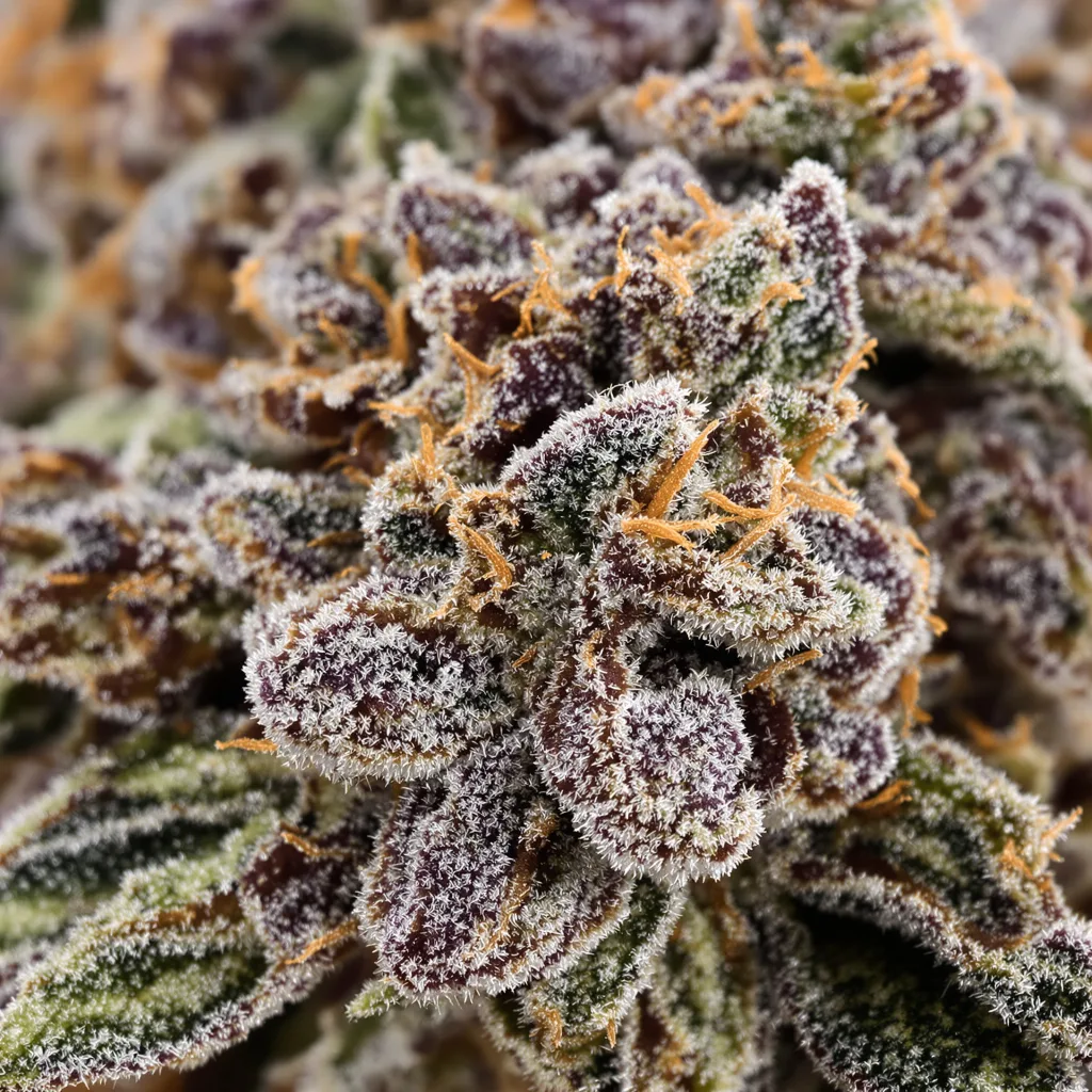 Northern Wreck Cannabispflanze in der Blütephase — 90-130 cm feminisiert