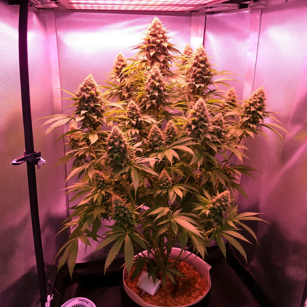 Nuclear Cookies 45% Indica / 55% Sativa — Blüte mit sichtbaren Trichomen