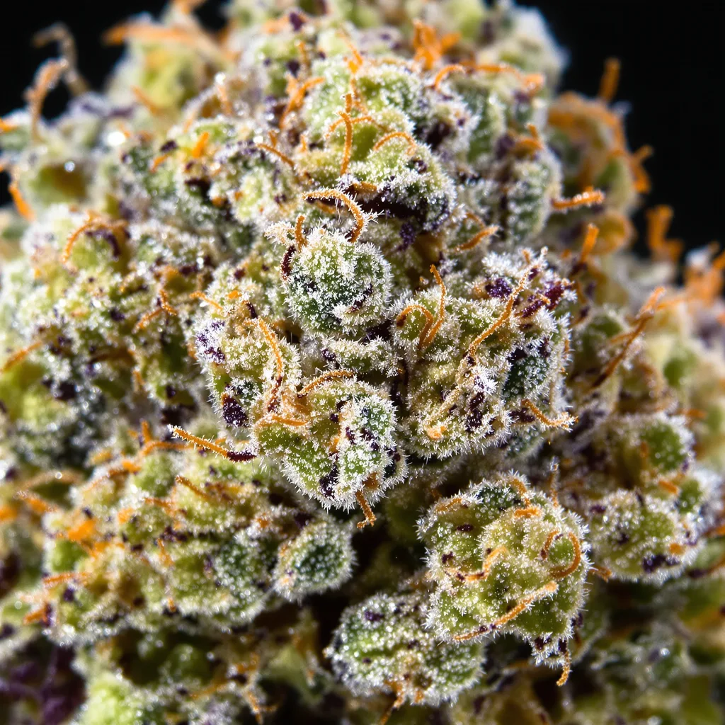 NYC Diesel Cannabispflanze in der Blütephase — 120-180 cm feminisiert