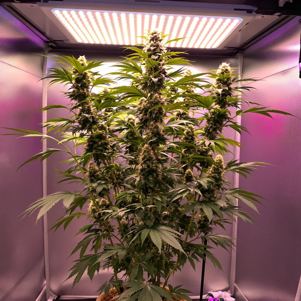 OG Chem 30% Indica / 70% Sativa — Blüte mit sichtbaren Trichomen