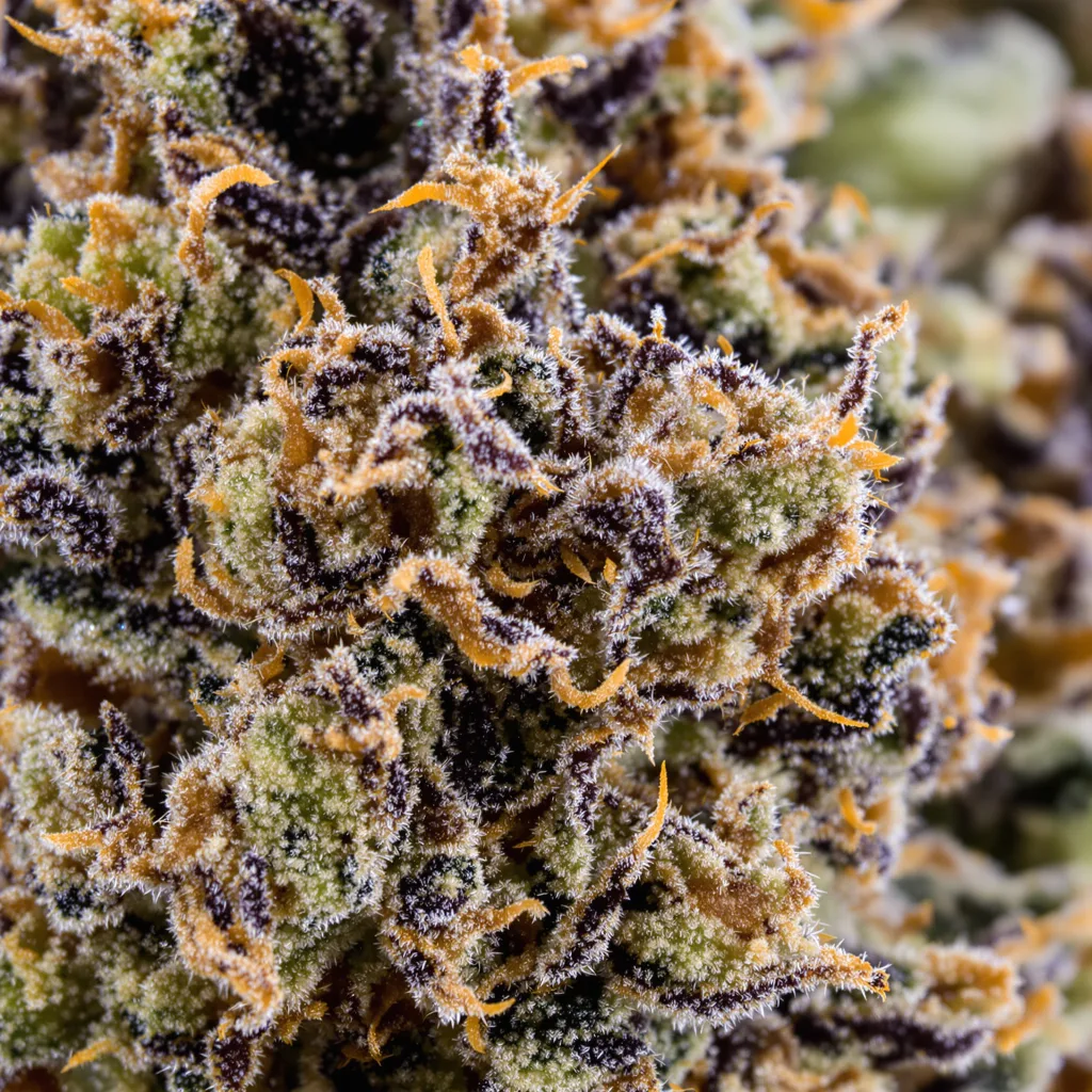 OG’s Pearl Cannabispflanze in der Blütephase — 60-100 cm automatisch blühend