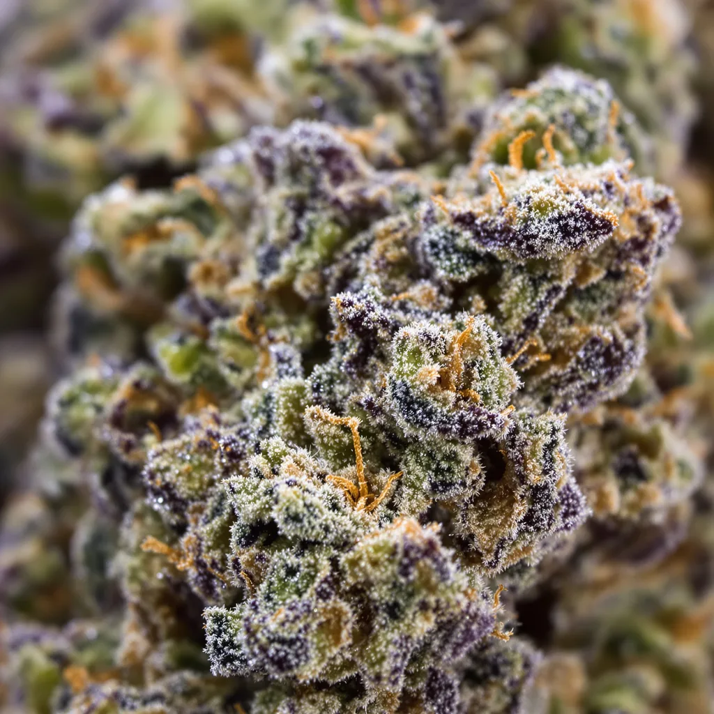 Opal OG Kush Cannabispflanze in der Blütephase — 90-130 cm feminisiert