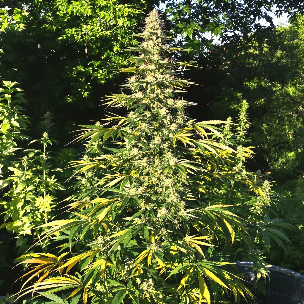 Orange Crush 20% Indica / 80% Sativa — Blüte mit sichtbaren Trichomen