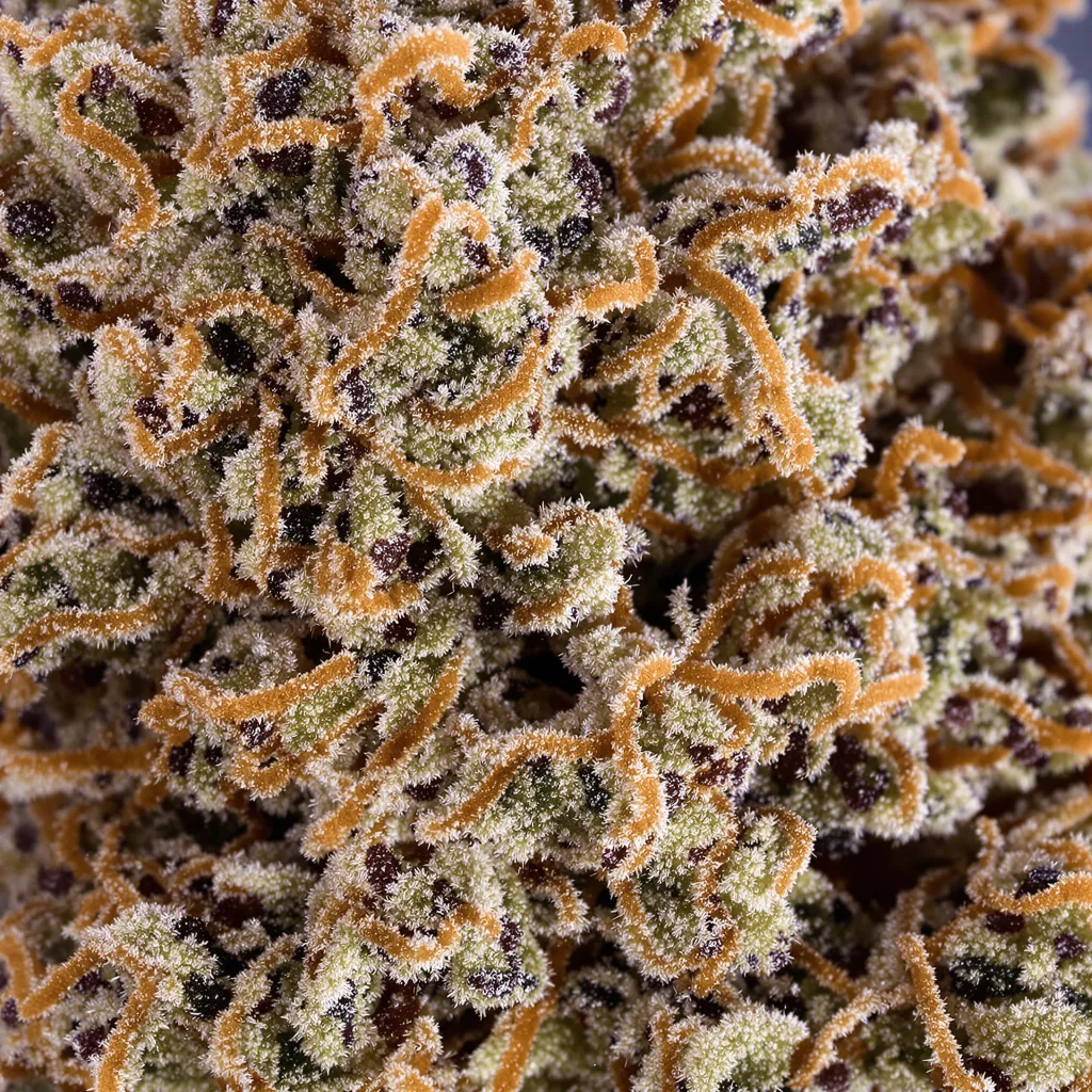 Pakistani Chitral Kush Cannabispflanze in der Blütephase — 60-100 cm automatisch blühend