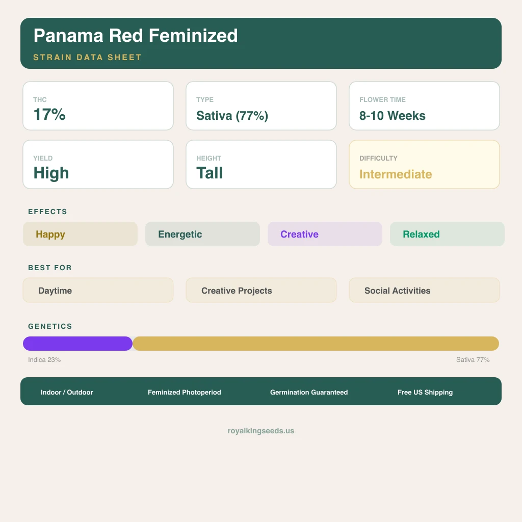 Panama Red 23% Indica / 77% Sativa — Blüte mit sichtbaren Trichomen