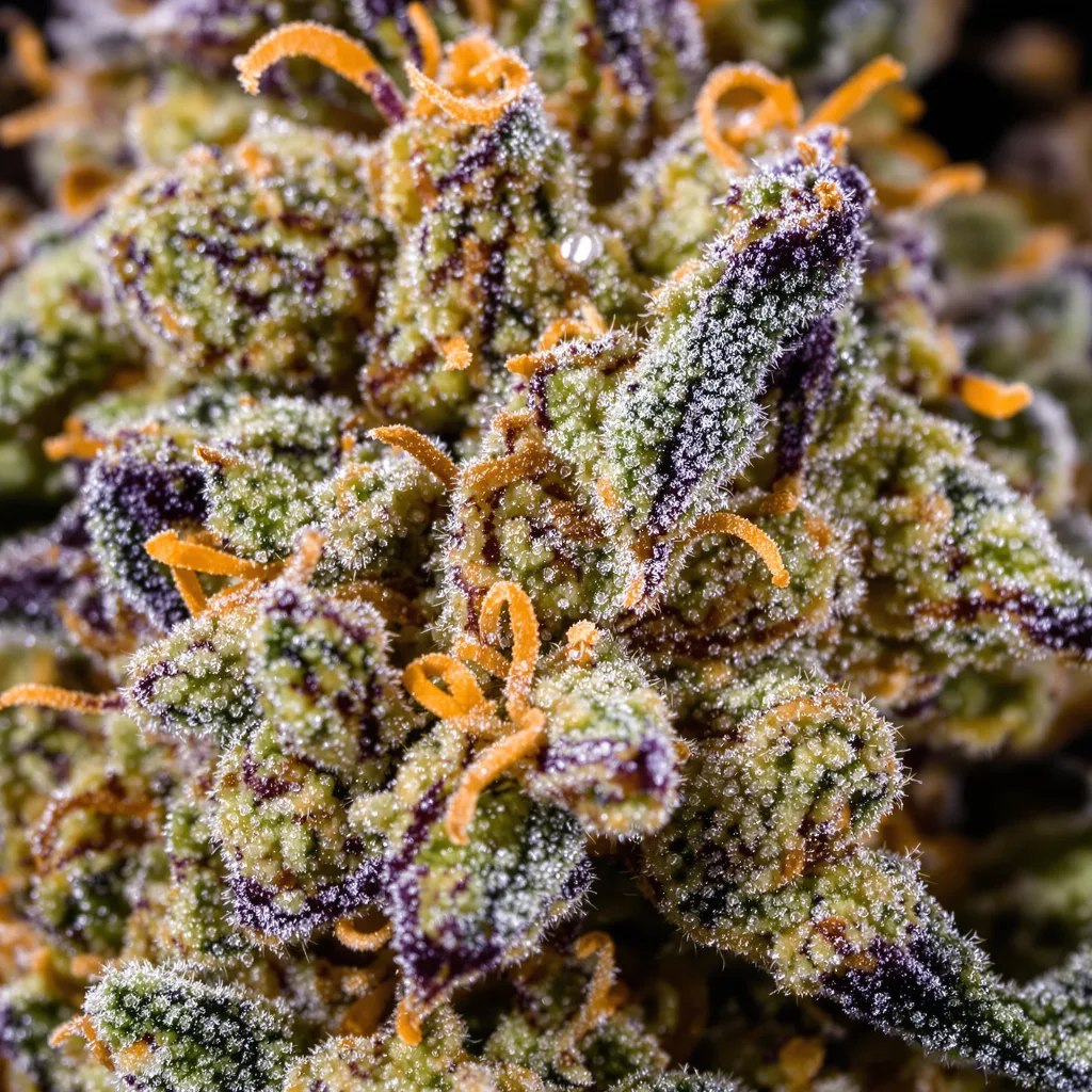 Pandora’s Box Cannabispflanze in der Blütephase — 120-180 cm feminisiert