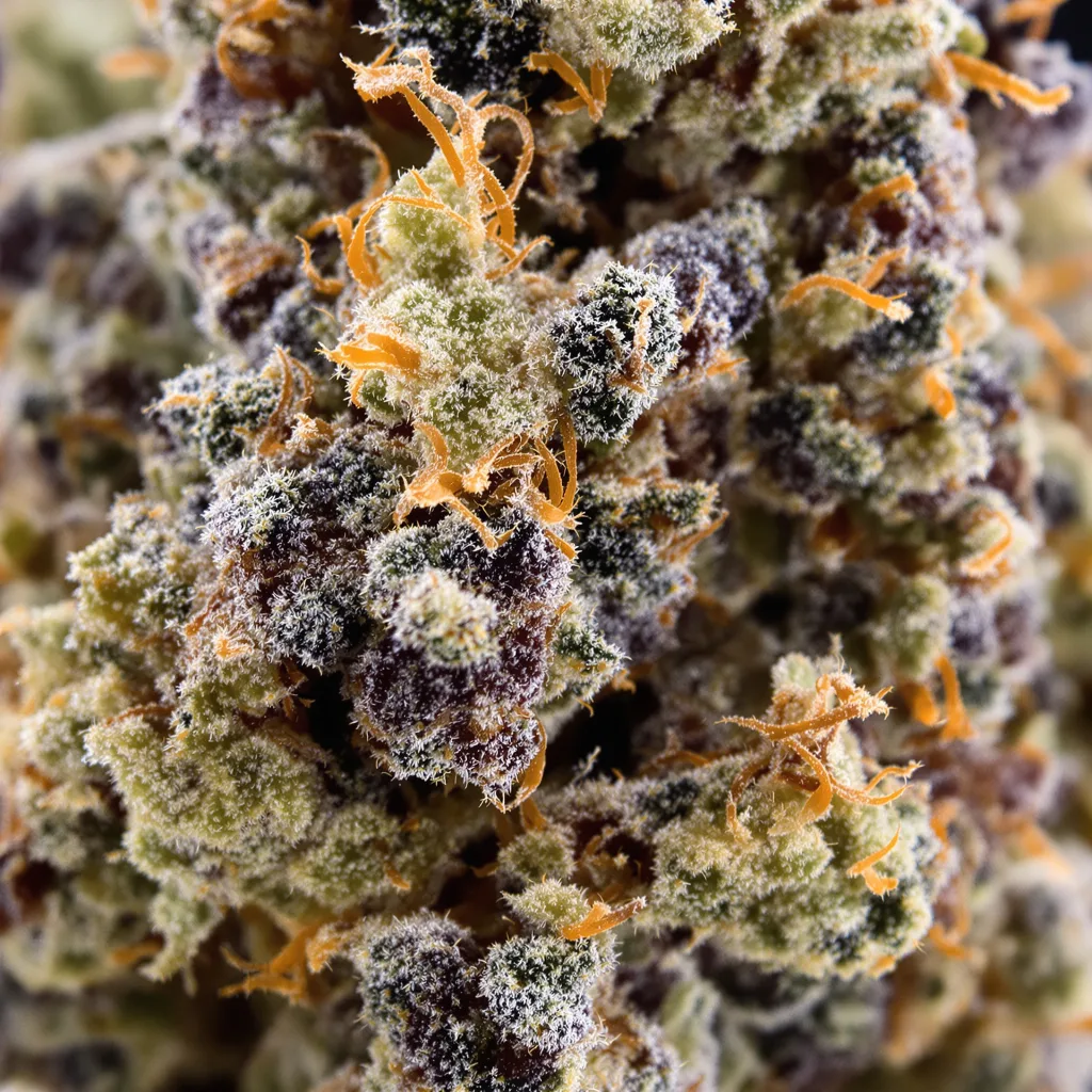 Pennywise Cannabispflanze in der Blütephase — 90-130 cm feminisiert