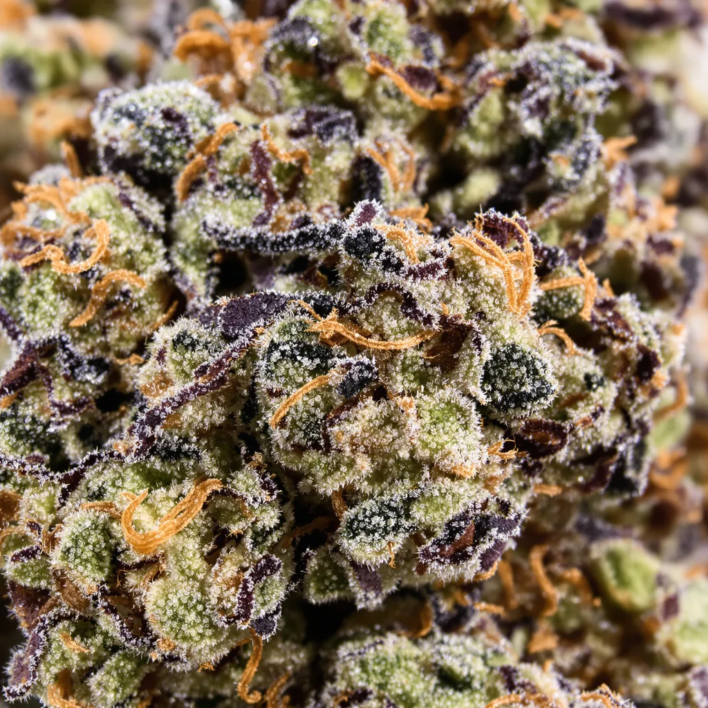 Peyote Cookies Cannabispflanze in der Blütephase — 90-130 cm feminisiert