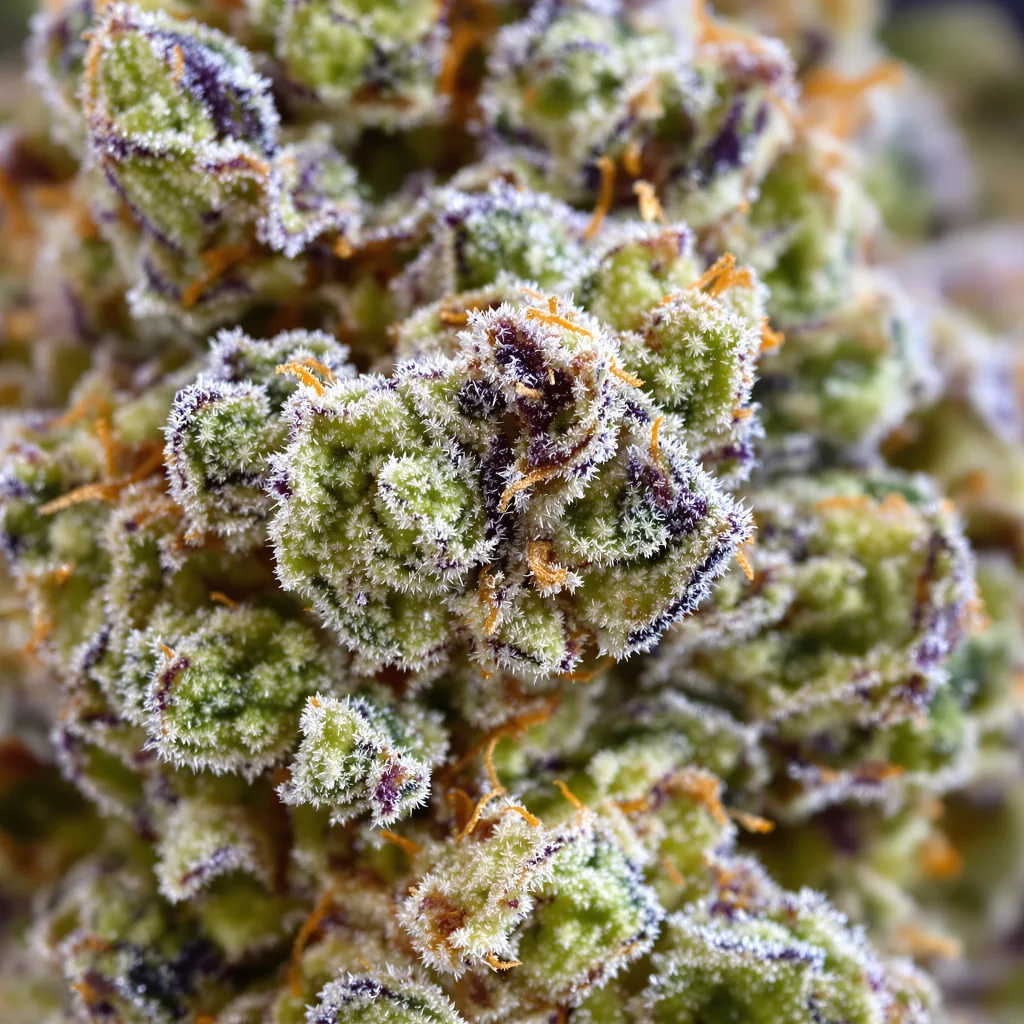 Pie Scream Cannabispflanze in der Blütephase — 120-180 cm feminisiert