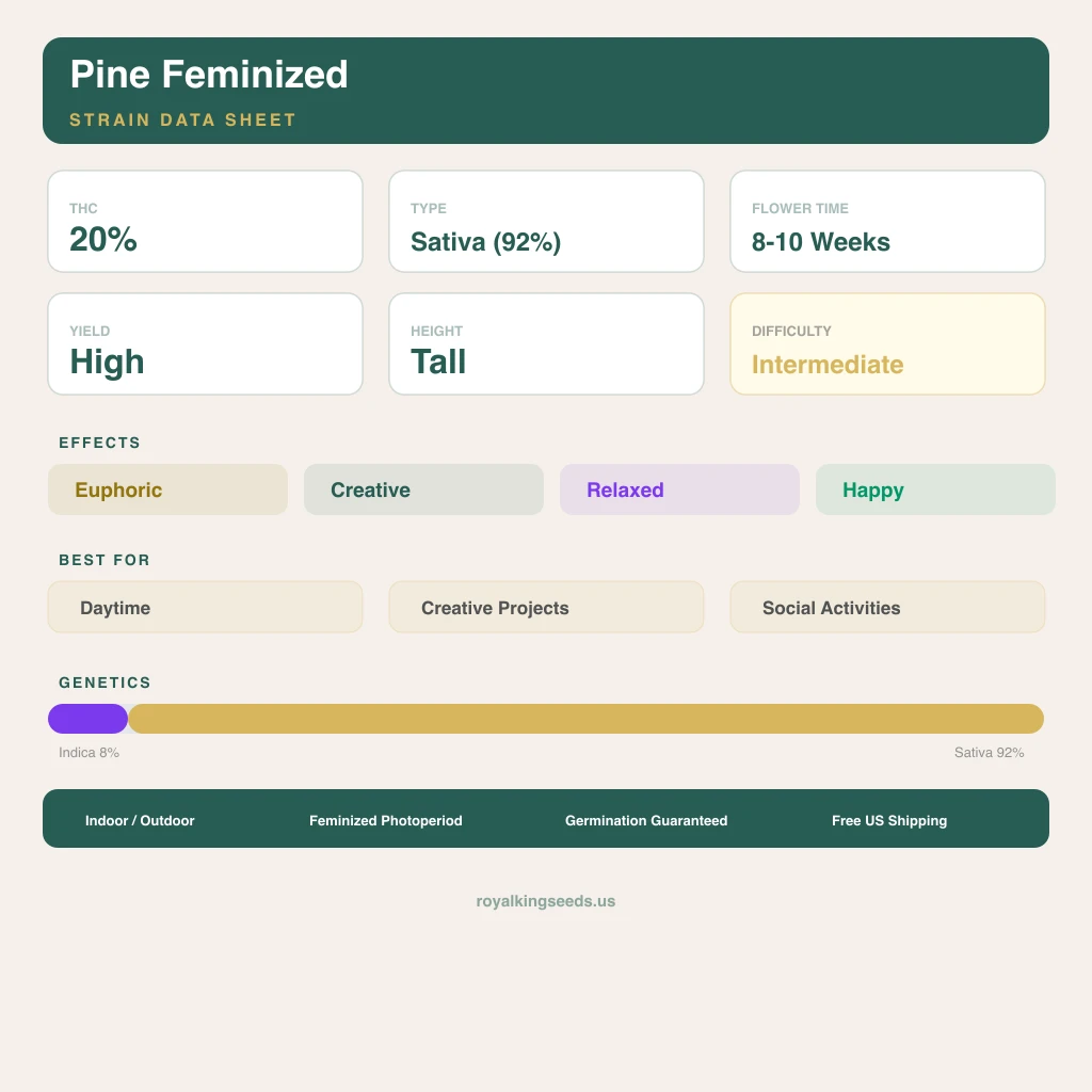 Pine 8% Indica / 92% Sativa — Blüte mit sichtbaren Trichomen