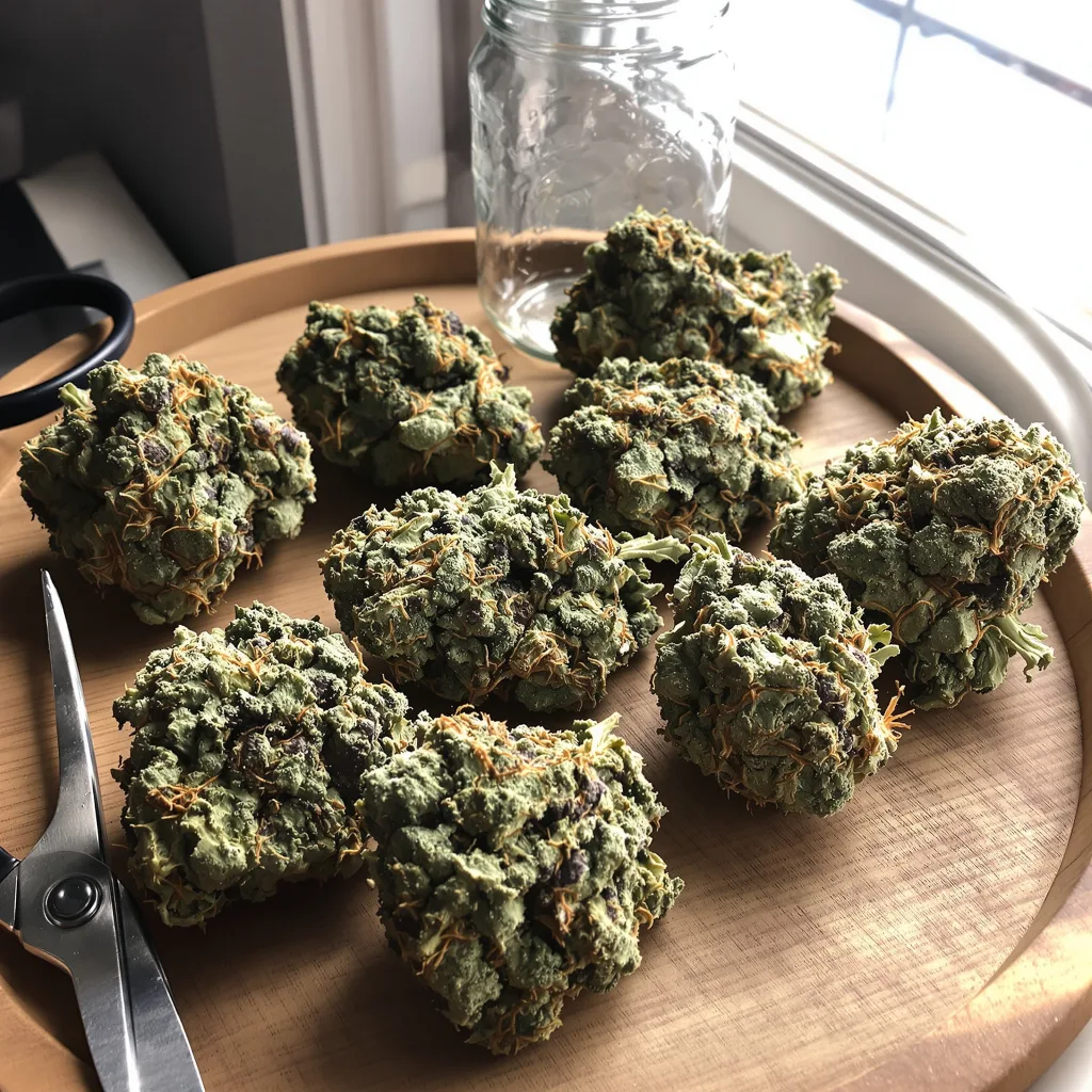 Pineapple Diesel 50% Indica / 50% Sativa — Blüte mit sichtbaren Trichomen