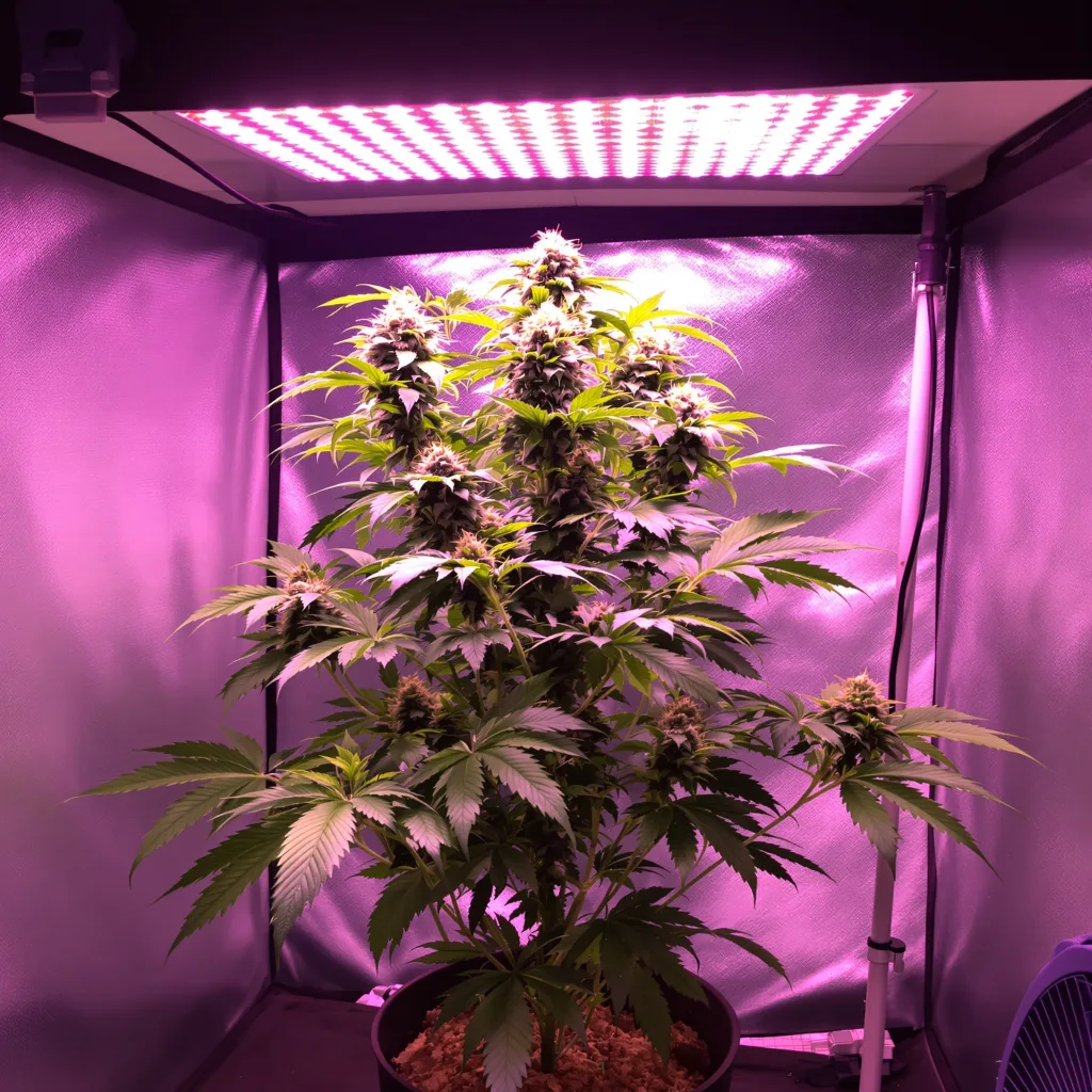 Pink Panther 70% Indica / 30% Sativa — Blüte mit sichtbaren Trichomen