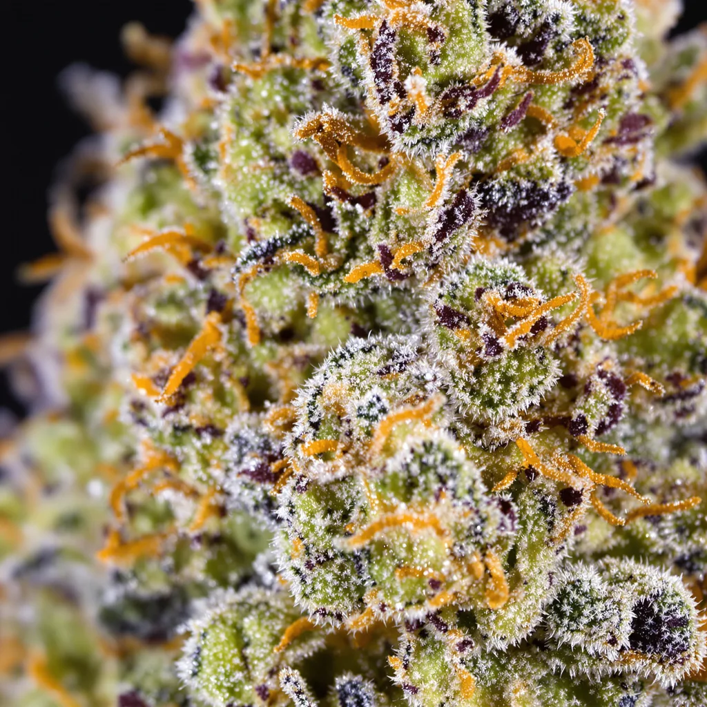 Platinum GSC Cannabispflanze in der Blütephase — 120-180 cm feminisiert