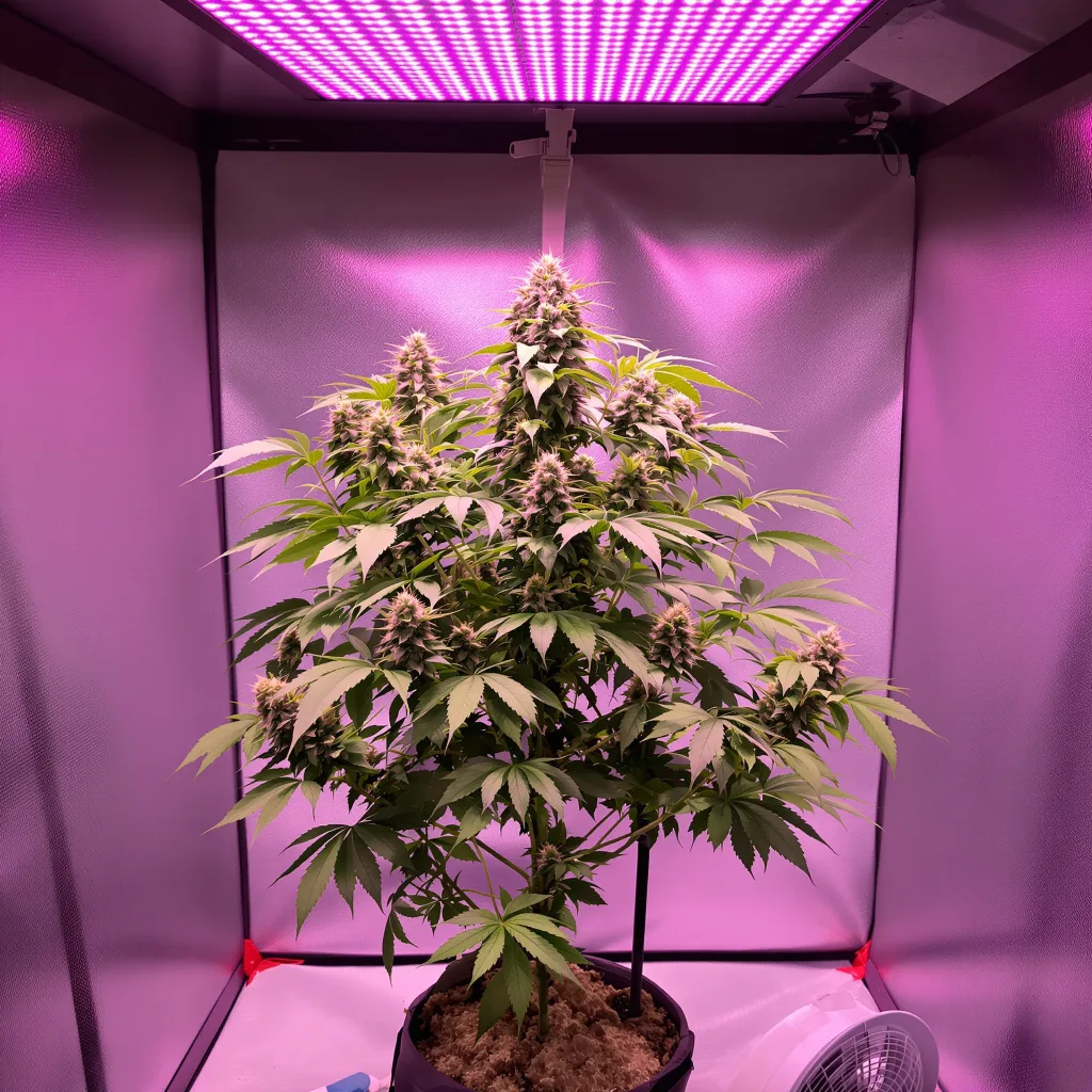 Pokie 67% Indica / 33% Sativa — Blüte mit sichtbaren Trichomen